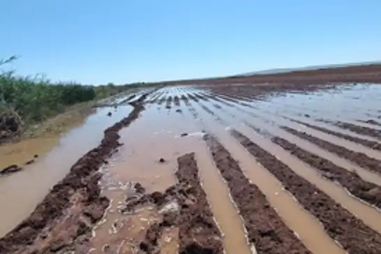 Sulama kanalının patlaması ekili arazileri su altında bıraktı